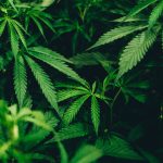 quel risque à consommer du cannabis médical en France ?