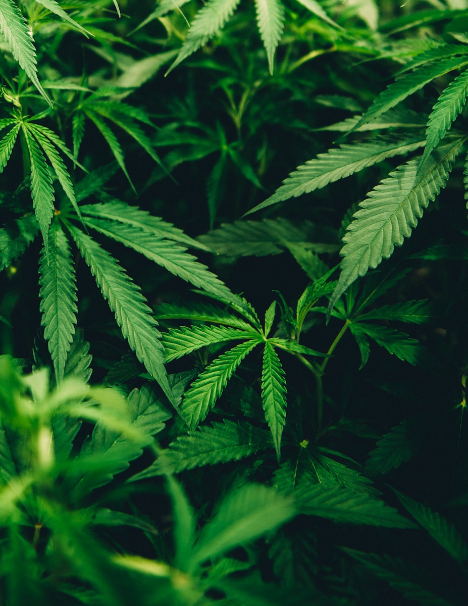 quel risque à consommer du cannabis médical en France ?
