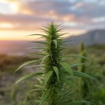 CBD et hyperactivité : une piste naturelle pour les troubles de l’attention ?