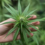 CBD et interactions médicamenteuses : quels risques et quelles précautions en 2026 ?